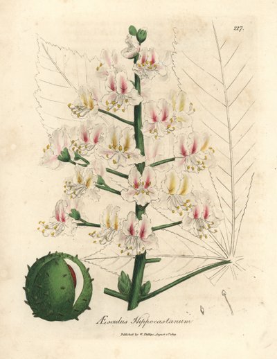 Różowy kwiat i owoc drzewa kasztanowca, Aesculus hippocastanum autorstwa James Sowerby