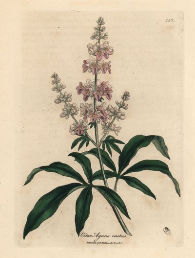 Wstydliwe drzewo o różowych kwiatach, Vitex agnus castus autorstwa James Sowerby