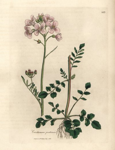 Damski fartuch w różowe kwiaty lub kwiat cuckow, Cardamine pratensis autorstwa James Sowerby