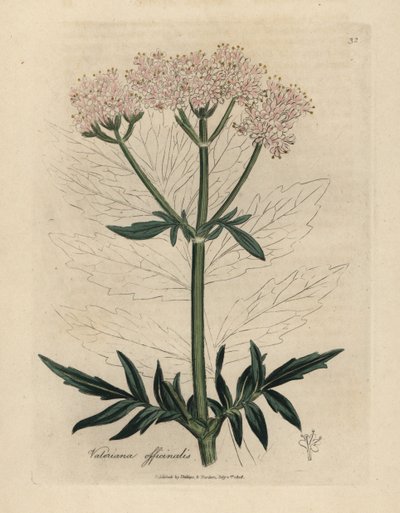 Waleriana o różowych kwiatach, Valeriana officinalis autorstwa James Sowerby