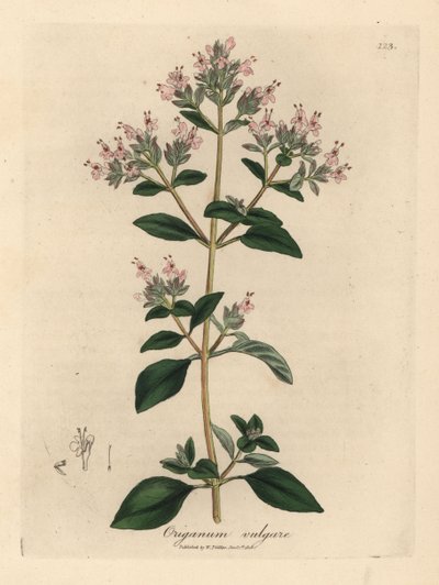 Różowo kwitnący dziki majeranek, Origanum vulgare autorstwa James Sowerby