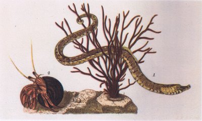 Pipe Fish and Hermit Crab, Nature in Britain, wyd. Collins, 1946 autorstwa James Sowerby