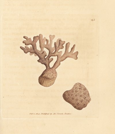 Porella compressa (Millepora compressa). Miedzioryt ręcznie barwiony autorstwa Jamesa Sowerby