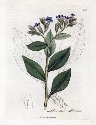 Pulmonary officinale - Miodówka lekarska, Pulmonia officinalis. Ręcznie kolorowany miedzioryt z ilustracji botanicznej autorstwa Jamesa Sowerby