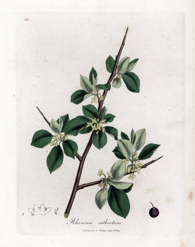 Rokitnik przeczyszczający lub przeczyszczający - Rokitnik przeczyszczający, Rhamnus catharticus. Ręcznie kolorowany miedzioryt z ilustracji botanicznej autorstwa Jamesa Sowerby