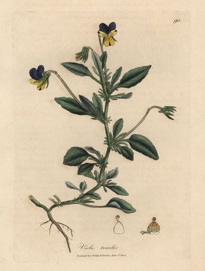 Fioletowy i żółty bratek, Viola tricolor autorstwa James Sowerby