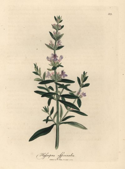 Fioletowo kwitnący hizop, Hyssopus officinalis autorstwa James Sowerby