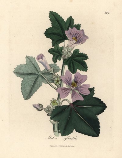 Ślaz purpurowo kwitnący, Malva sylvestris autorstwa James Sowerby