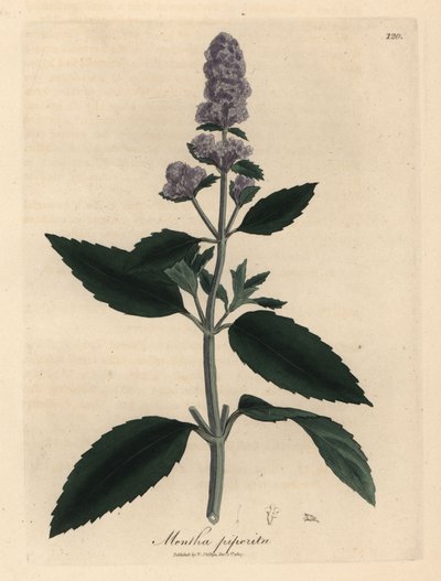 polish autorstwa James Sowerby
