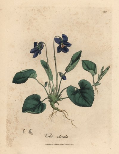 Fioletowo kwitnący słodki fiołek, Viola odorata autorstwa James Sowerby