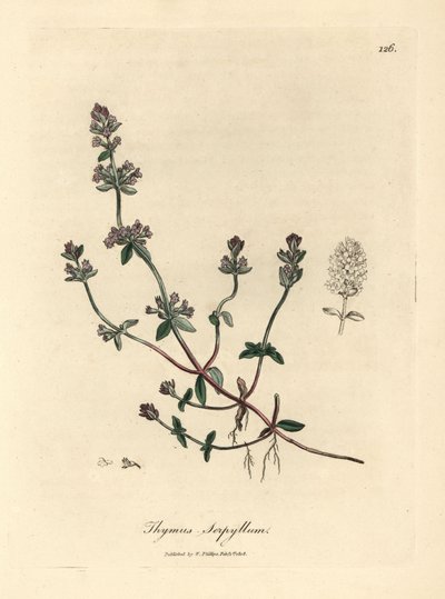 Tymianek dziki o fioletowych kwiatach, Thymus serpyllum autorstwa James Sowerby