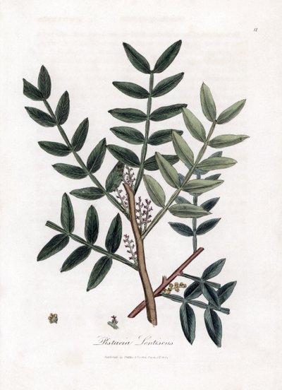 Drzewo szpachlowe lub pistacja lentiscus - Drzewo szpachlowe, Pistacia lentiscus. Ręcznie kolorowany miedzioryt z ilustracji botanicznej autorstwa Jamesa Sowerby