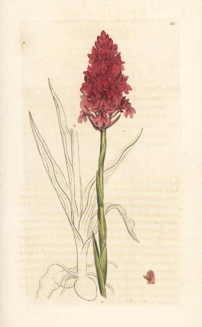 Storczyk piramidalny, Anacamptis pyramidalis (storczyk piramidalny, Orchis pyramidalis). Miedzioryt ręcznie kolorowany według ilustracji autorstwa Jamesa Sowerby
