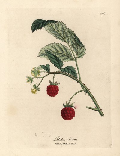 Malinowy krzak z dojrzałymi owocami i żółtymi kwiatami, Rubus idaeus autorstwa James Sowerby