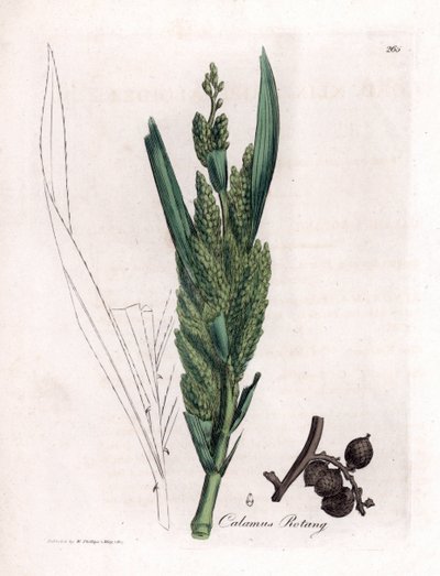 Rattan Palm - Rotang trzcina, Calamus rotang. Ręcznie kolorowany miedzioryt z ilustracji botanicznej autorstwa Jamesa Sowerby