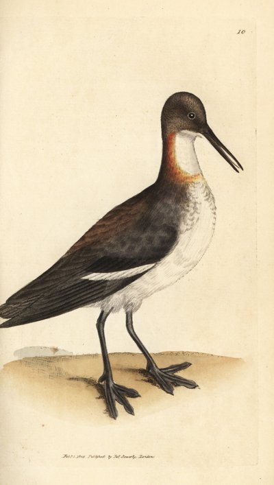 Falarop czerwonoszyi, Phalaropus lobatus (Phalaropus hyperboreus). Miedzioryt ręcznie barwiony autorstwa Jamesa Sowerby