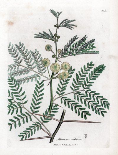 Red Gum - Guma arabska, Acacia nilotica. Ręcznie kolorowany miedzioryt z ilustracji botanicznej autorstwa Jamesa Sowerby