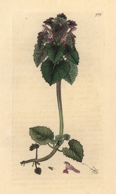 Czerwona pokrzywa , Lamium purpureum Odręczny miedzioryt według rysunku Jamesa Sowerby