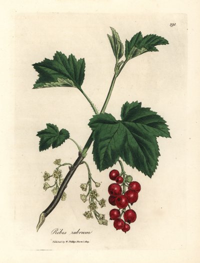 Czerwona porzeczka, Ribes rubrum autorstwa James Sowerby