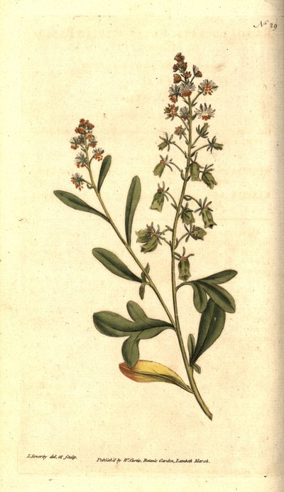 Reseda odorant - Słodko pachnąca reseda lub mignonette, Reseda odorata. Ręcznie grawerowany miedzioryt i ilustracja botaniczna autorstwa Jamesa Sowerby