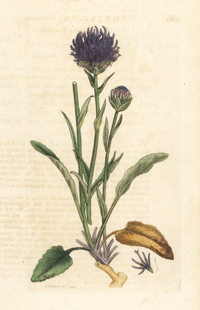 Rapunzel okrągłogłowy, Phyteuma orbiculare (Phyteuma orbicularis) (Orbicular Rapunzel) Ręcznie kolorowany miedzioryt według ilustracji Jamesa Sowerby