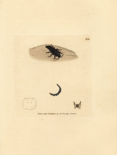 Chrząszcz wędrowny, Velleius dilatatus (Staphylinus ząbkowany, Staphylinus concolor). Ręcznie kolorowany miedzioryt autorstwa Jamesa Sowerby