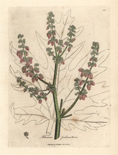 Kwiaty rabarbaru i łodygi, zarys liścia, Rheum palmatum autorstwa James Sowerby