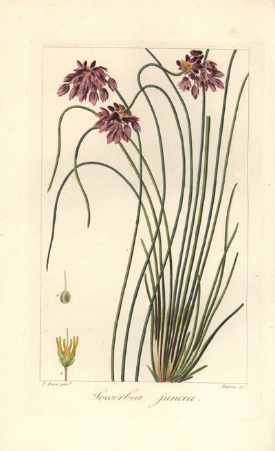 Rush lilia, Sowerbaea juncea, pochodzi z Australii. Nazwany na cześć artysty botanicznego Jamesa Sowerby