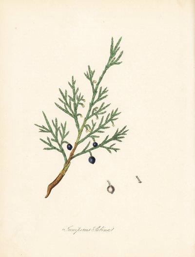 Sabine jałowiec - Savin pospolity lub jałowiec savin, Juniperus sabina. Zaczerpnięte z ilustracji Jamesa Sowerby