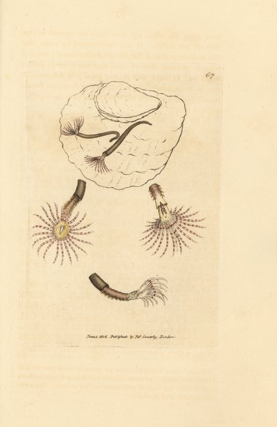 Verme da areia com antenas carmesim, Amphitrite rosea. Gravura em placa de cobre colorida à mão por James Sowerby de The British Miscellany, ou figuras coloridas de assuntos animais novos, raros ou pouco conhecidos.polonês autorstwa James Sowerby