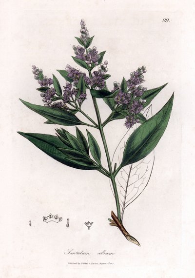 Sandalwood - Indyjskie drzewo sandałowe, Santalum album. Wrażliwy. Ręcznie kolorowany miedzioryt z ilustracji botanicznej autorstwa Jamesa Sowerby