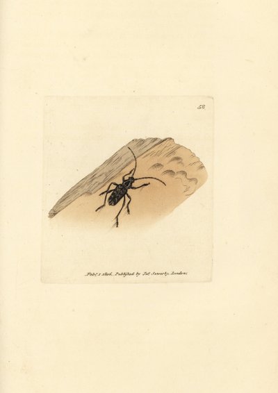 Besouro Sarosesthes fulminans (Cerambyx fulminans). Gravura em placa de cobre colorida à mão por James Sowerby de The British Miscellany, ou figuras coloridas de assuntos animais novos, raros ou pouco conhecidos.polonês autorstwa James Sowerby