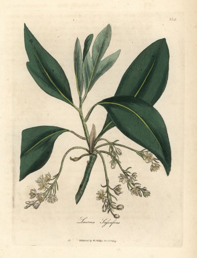 Drzewo Sasafrasowe, Laurus Sasafras autorstwa James Sowerby