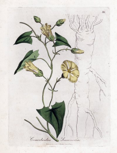 Scamonee - Scammony powój, Convolvulus scammonia. Ręcznie kolorowany miedzioryt z ilustracji botanicznej autorstwa Jamesa Sowerby