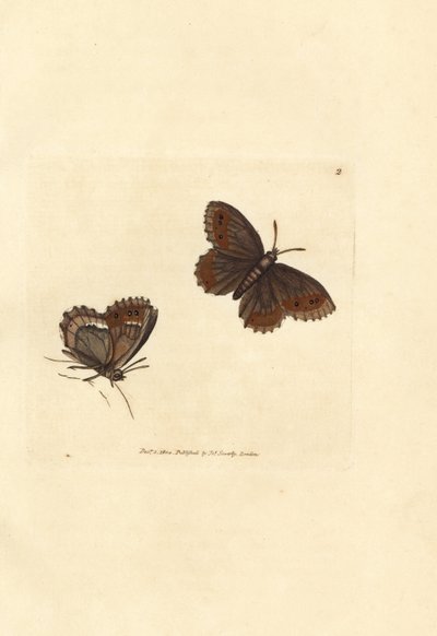 Motyl szkocki Argus, Erebia aethiops (Papilio blandina). Ręcznie kolorowany miedzioryt autorstwa Jamesa Sowerby