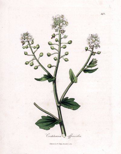 Scurvygrass, Cochlearia officinalis. Ręcznie kolorowany miedzioryt z ilustracji botanicznej autorstwa Jamesa Sowerby