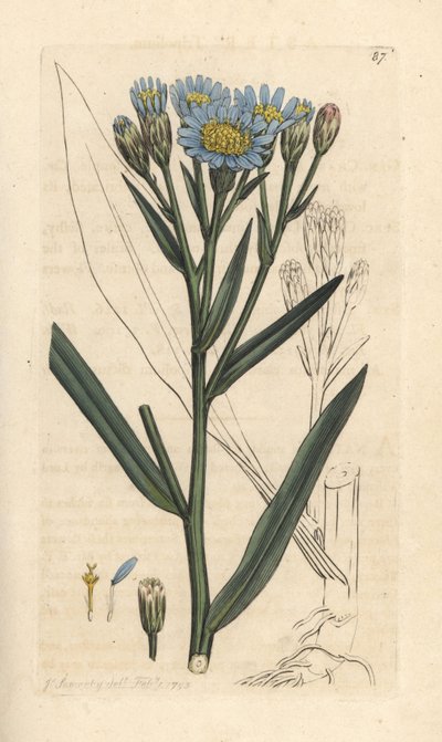 Aster morski, Tripolium pannonicum subsp. tripolium (Sea starwort, Aster tripolium) (Aster maritime) Ręcznie kolorowany miedzioryt według ilustracji Jamesa Sowerby