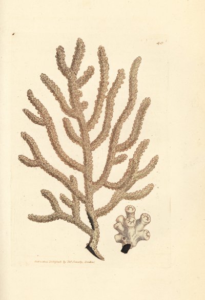 Wachlarz morski, gatunek Gorgonia (Slender gorgonia, Gorgonia viminalis?). Ręcznie kolorowany miedzioryt autorstwa Jamesa Sowerby