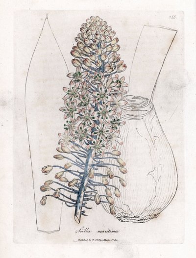 Cebula morska lub cebula, Drimia maritima. Ręcznie kolorowany miedzioryt z ilustracji botanicznej autorstwa Jamesa Sowerby