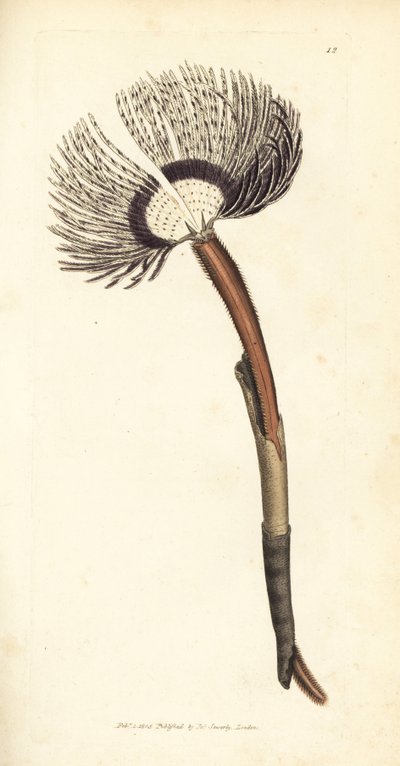 Robak morski, Amphitrite ventilabrum. Miedzioryt ręcznie barwiony autorstwa Jamesa Sowerby