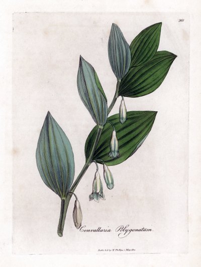 polish autorstwa James Sowerby
