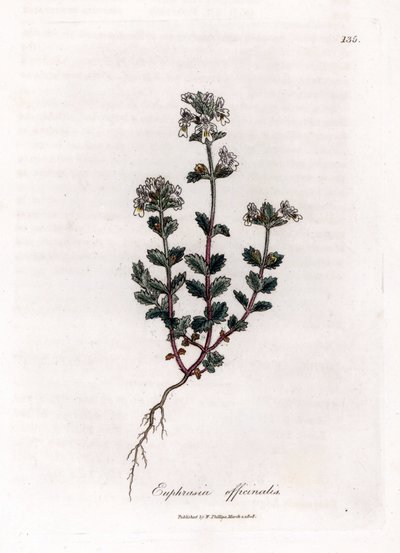 Trawa krótkowzroczna - Świetlik lekarski, Euphrasia officinalis. Ręcznie kolorowany miedzioryt z ilustracji botanicznej autorstwa Jamesa Sowerby