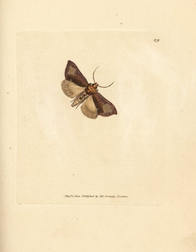 Smukłe, polerowane mosiężne, Thysanoplusia orichalcea (ćma mosiężna polerowana z Yorkshire; Phalaena Noctua aerifera). Ręcznie barwiony miedzioryt autorstwa Jamesa Sowerby