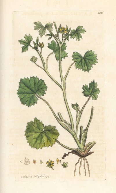 Jaskier drobnokwiatowy, Ranunculus parviflorus (jaskier) Ręcznie kolorowany miedzioryt według ilustracji Jamesa Sowerby