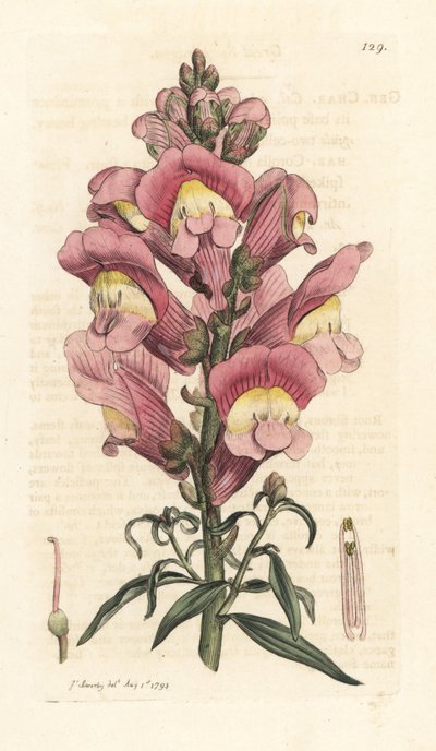 Snapdragon, Antirrhinum majus Odręczny miedzioryt według ilustracji Jamesa Sowerby