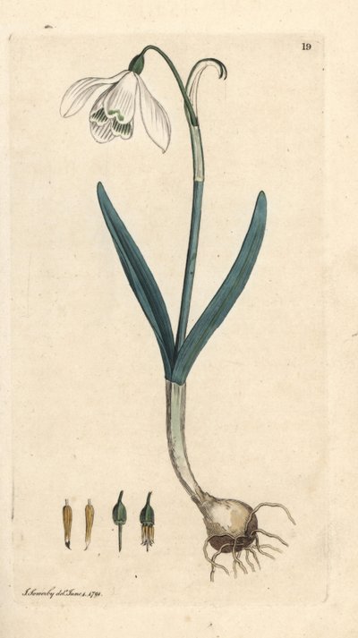 Przebiśnieg, Galanthus nivalis. Miedzioryt ręcznie kolorowany według ilustracji autorstwa Jamesa Sowerby
