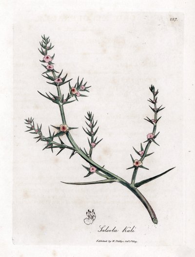 Soda brulee - Kolczasta sól, Kali turgida. Ręcznie kolorowany miedzioryt z ilustracji botanicznej autorstwa Jamesa Sowerby