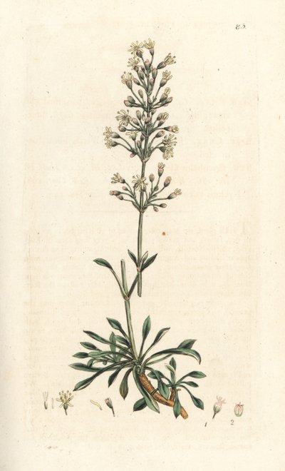 Hiszpańska mucha chwytna, Silene otites (hiszpański campion, Cucubalus otites) (silene a small leaves) Ręcznie kolorowany miedzioryt według ilustracji Jamesa Sowerby