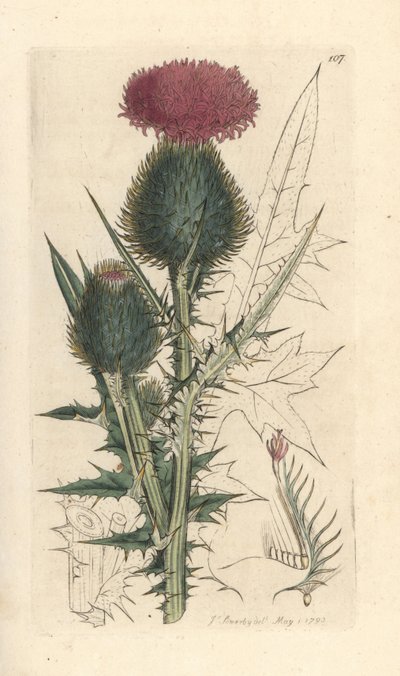Oset włóczni, Cirsium vulgare (Carduus lanceolatus) (Cirse) Ręcznie kolorowany miedzioryt według ilustracji Jamesa Sowerby