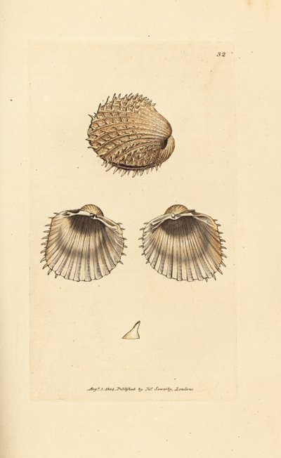 Kąkol kolczasty, Acanthocardia aculeata (Cardium spinosum). Miedzioryt ręcznie barwiony autorstwa Jamesa Sowerby